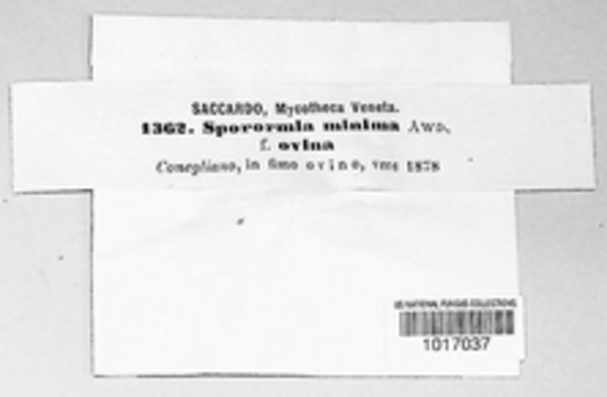 Sporormia minima image